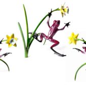 Daffodil: Tim Cotterill (Frogman)